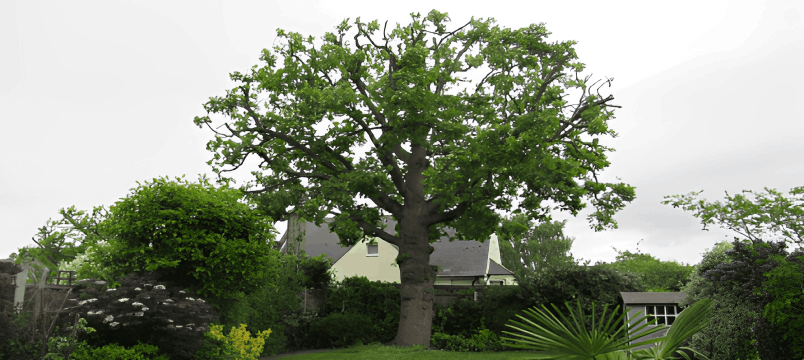 Tree Pruning (Reductions)