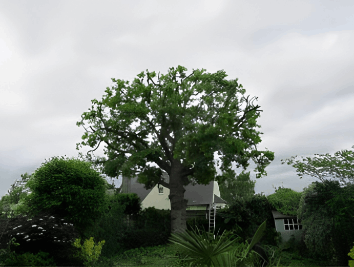 Tree Pruning (Reductions) 