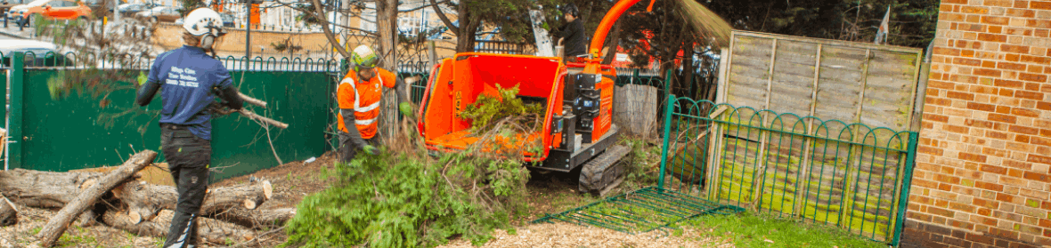 Amenity Pruning