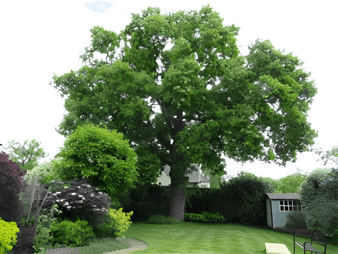 Tree Pruning (Reductions) 