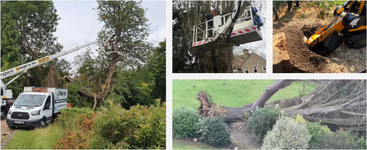 Kings Cut professional tree surgery