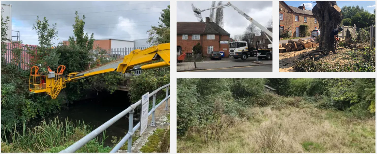 Kings Cut tree surgery work gallery