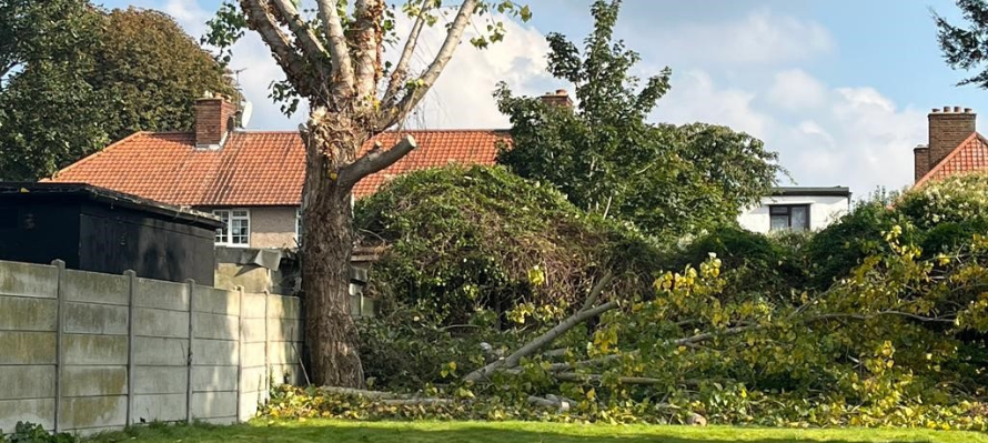 Pollarding and Re-pollarding