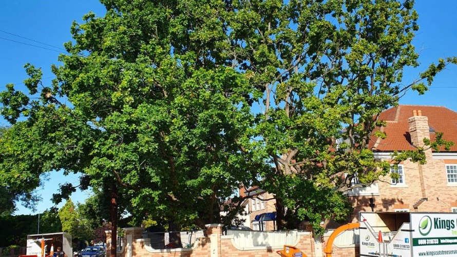 Tree Pruning (Reductions) 