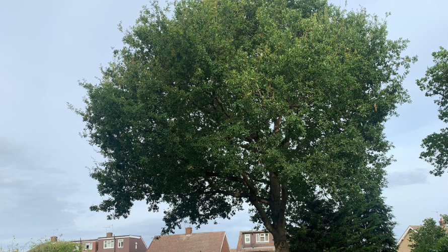 Tree Pruning (Reductions) 