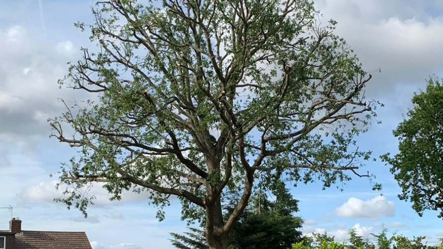 Tree Pruning (Reductions) 