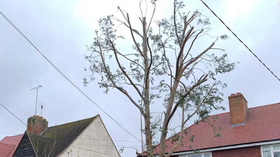 Tree Pruning (Reductions) 