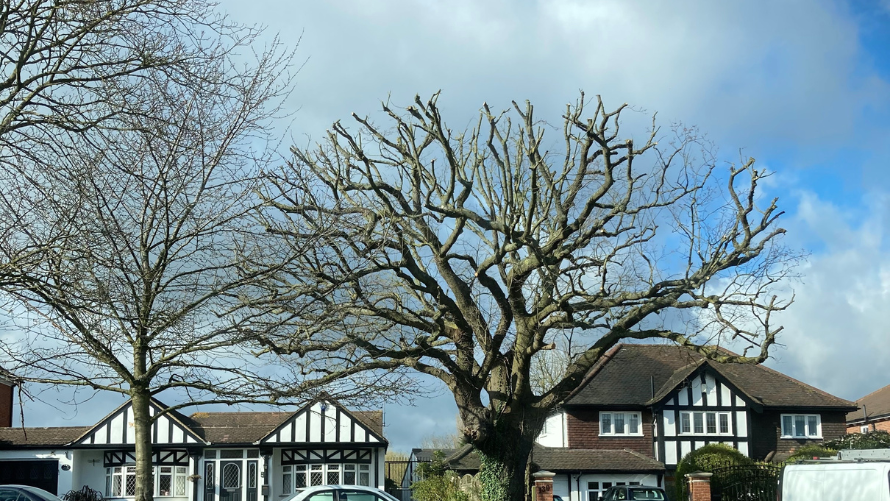 Tree Pruning (Reductions)