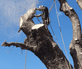 A man cutting a tree