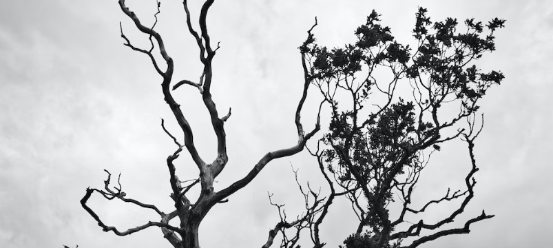 Dead Wooding/Crown Clean out block image