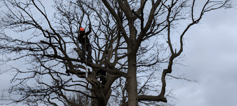 Tree Crown Lifting & Pruning block image