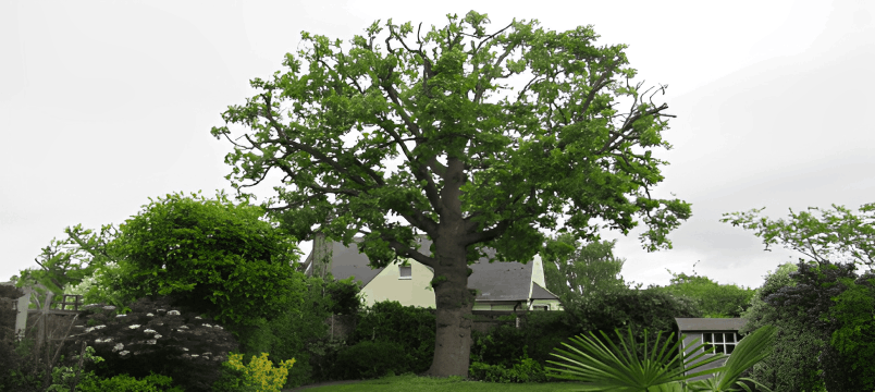 Tree Reductions by Professional Tree Surgeons block image