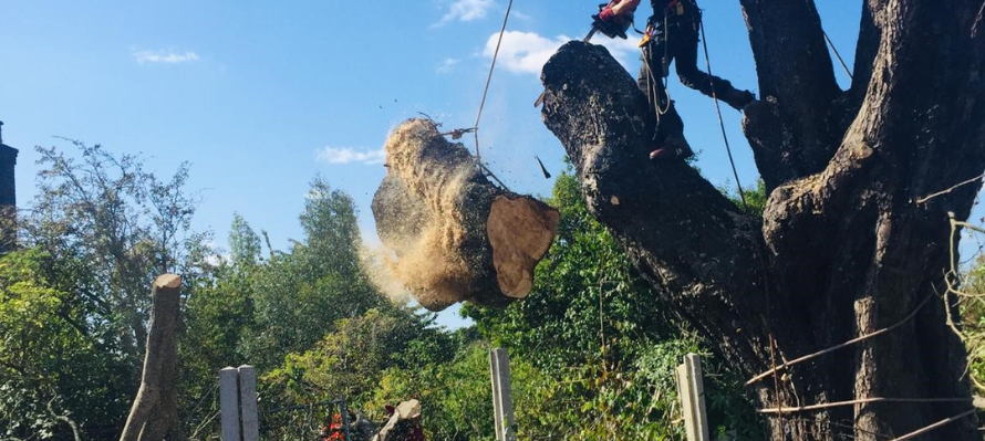 Straight Felling/Section Felling