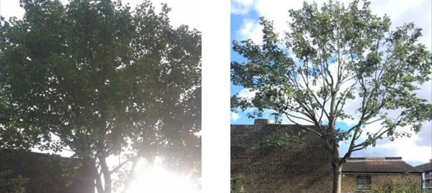 Tree Pruning (Crown Thinning)