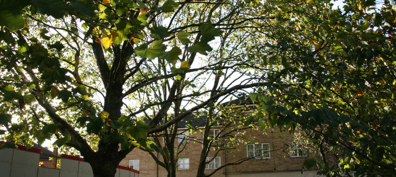 Tree Pruning (Crown Thinning)