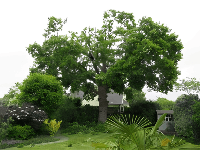 Tree Pruning (Reductions) 