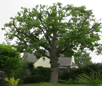 Tree Pruning (Reductions) 