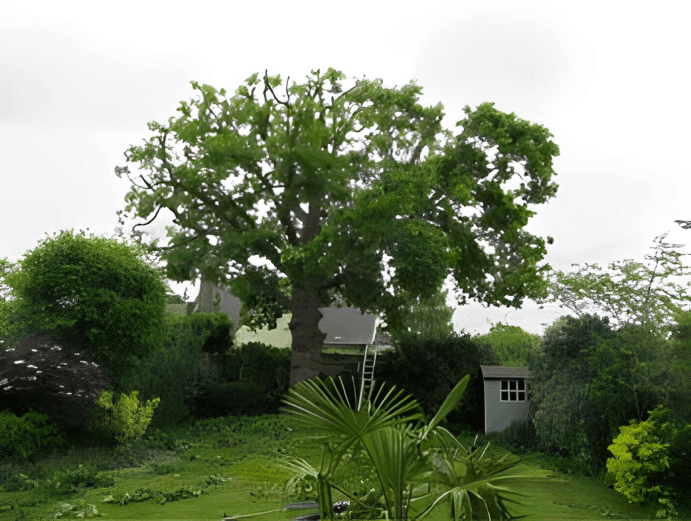 Tree Pruning (Reductions) 