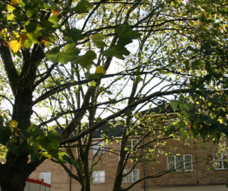 Tree Pruning (Crown Thinning) 