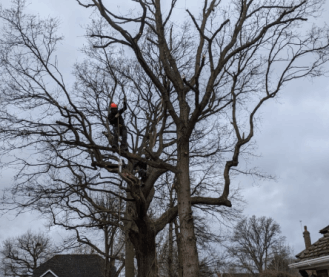 Tree Pruning (Crown Lifting) 