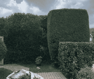 Hedge Trimming 