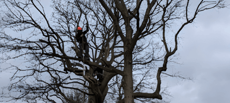 Tree Pruning (Crown Lifting) 